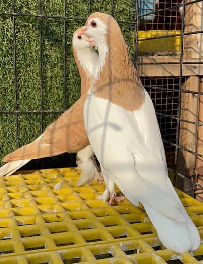 Sherazi and chandan chuha pair