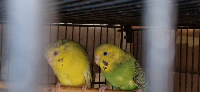 mix budgz + love bird pair