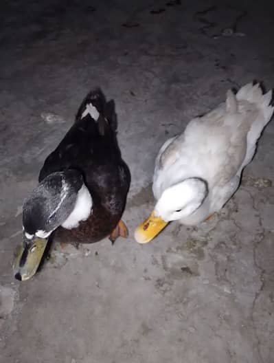 I am selling this cute ducks pair