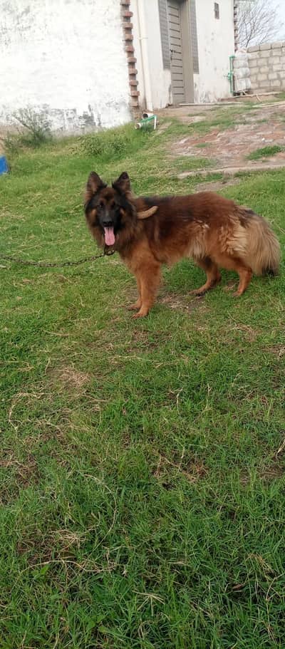German Australian breed