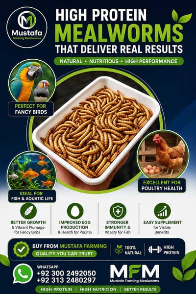 meal worms | mealworms | usa mealworms |birds food for sale