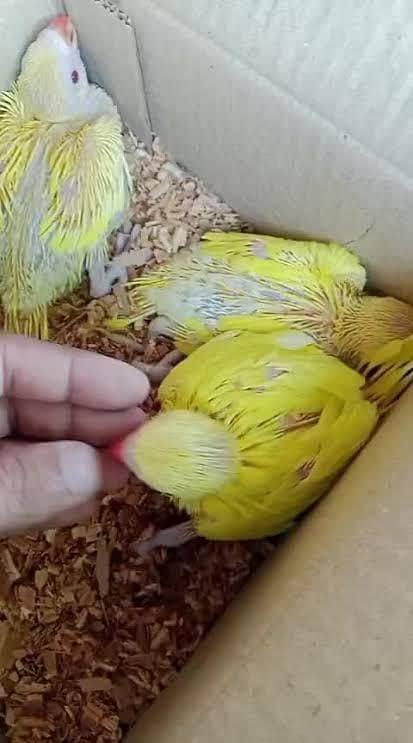 Yellow chicks 1