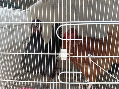 2 Hens for Sale both are laying egs and with cage (6500)