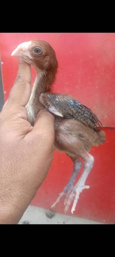 5 aseel chicks