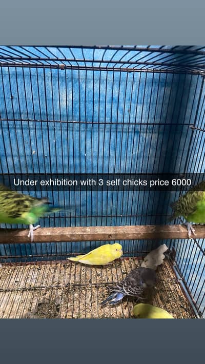 Under exi and red eye finches dove breeder pairs with chicks