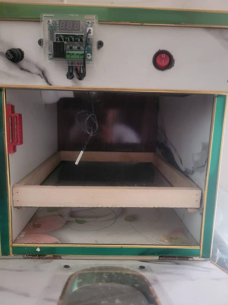 Incubator egg 11