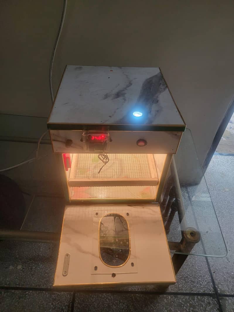 Incubator egg 13