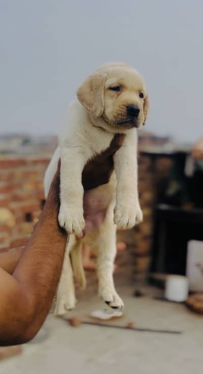 Labrador  female Pup
