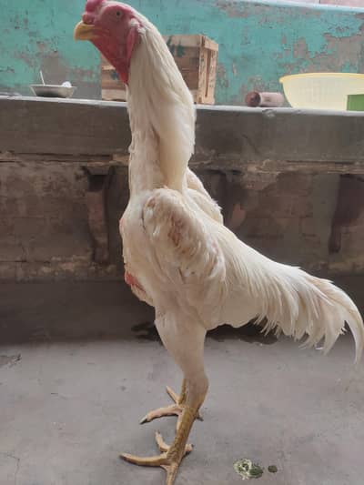 German o shamo king size chicks