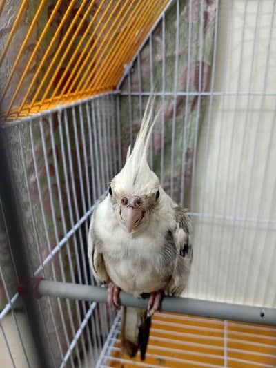 white-faced cockatiel