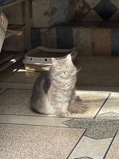 Kitty for sale