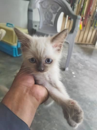 kittin