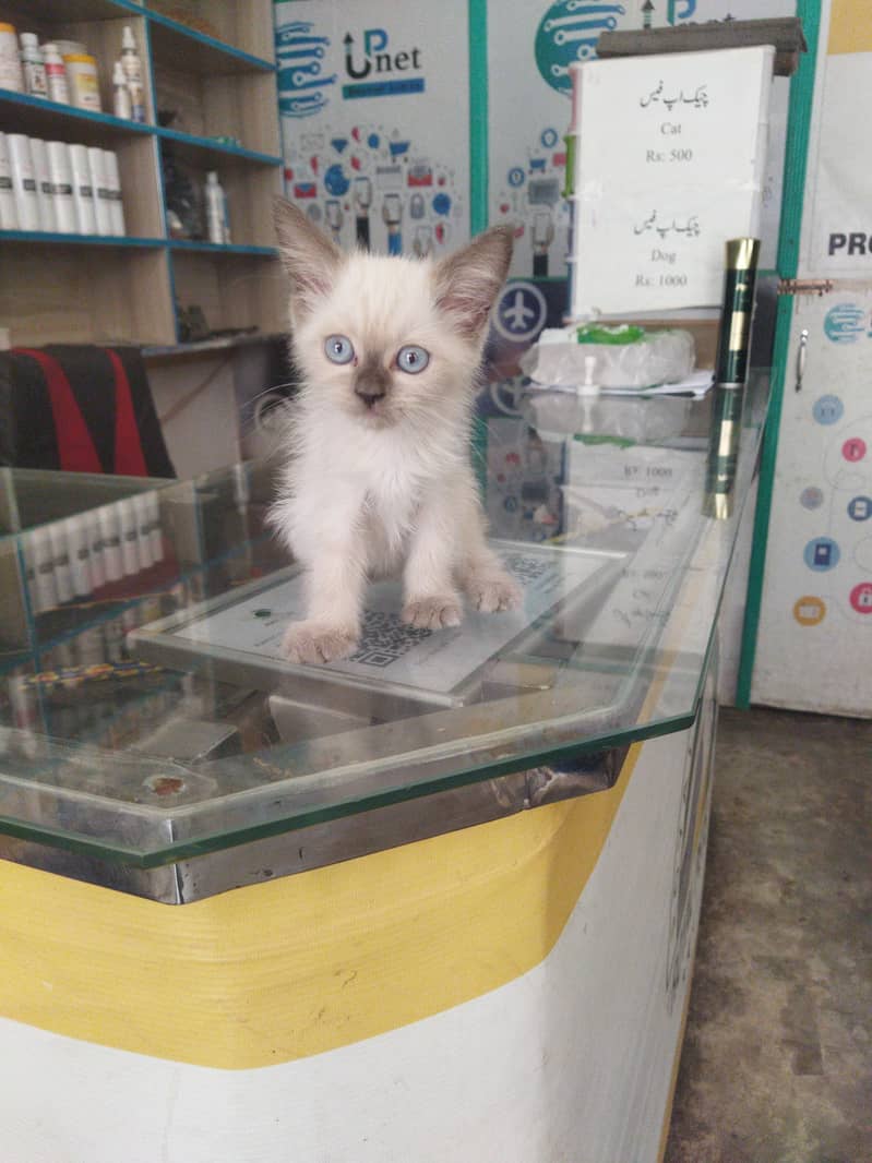 kittin 1