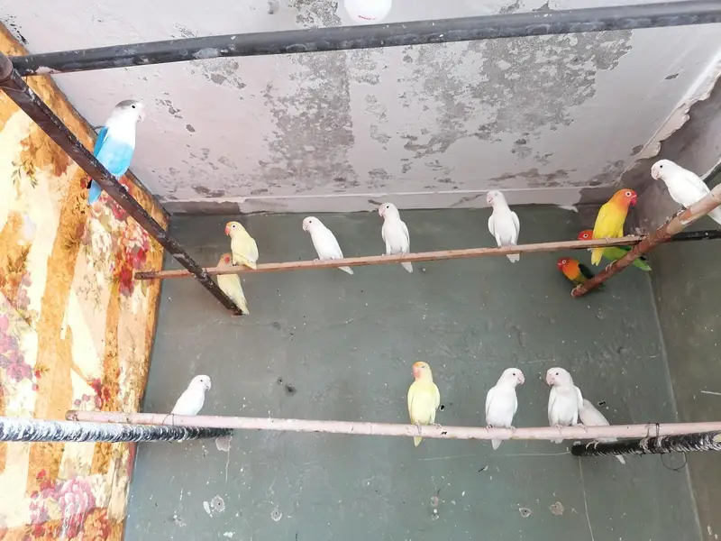 love birds for sale breeder pairs