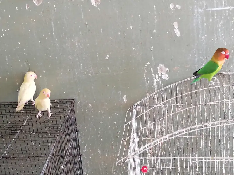 love birds for sale breeder pairs — photo 3