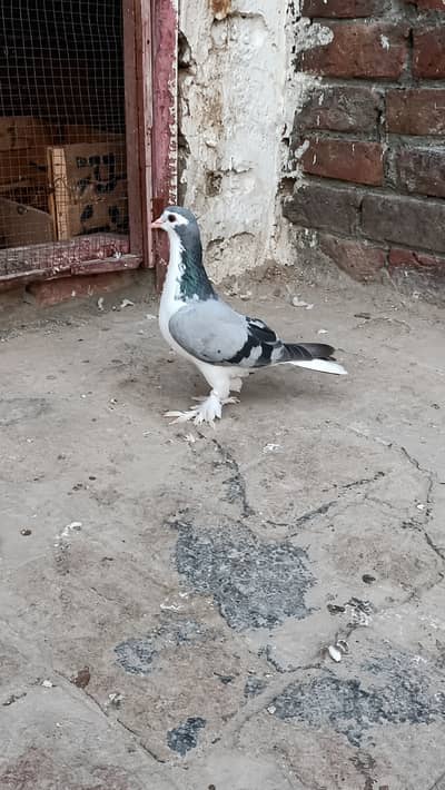 silver  sherazi female for sale urgent