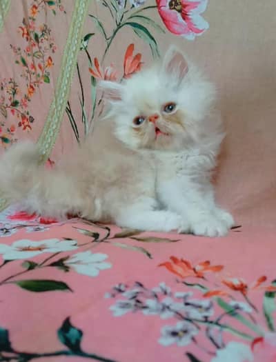 pure Persian piki face fawn male kitten available for sale