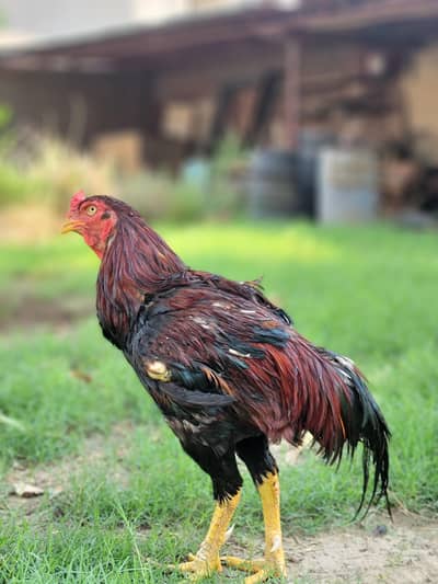 Chicks of Aseel Mianwali,Amrohe, Sindhi Aseel, Boski Baga Aseel, Shamo