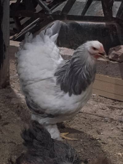 Columbian brahma for Sale