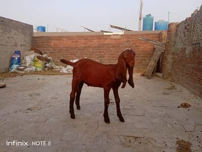 Bakra