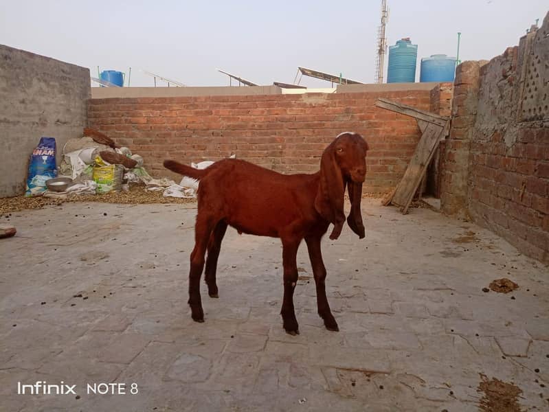 Bakra 0