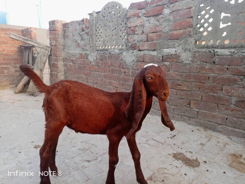 Bakra 1