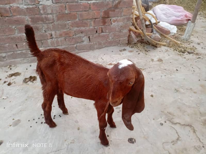 Bakra 2