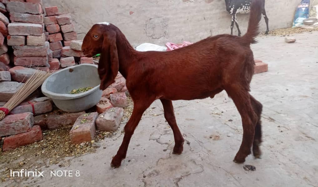 Bakra 3