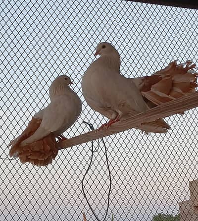 Brown Tail Lakka Pigeons for Sale