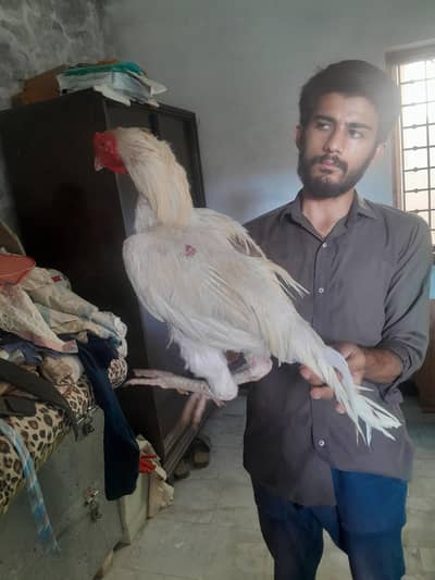 aseel white boska heera 3 kilo wazan mohra munasib price