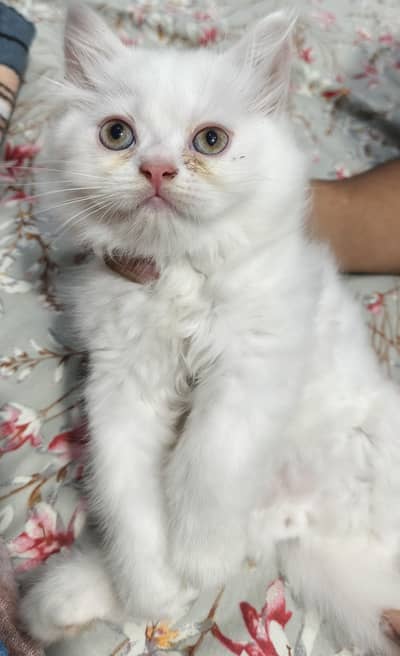 Persian Kittens | Males | 28 k for both | 2 Months