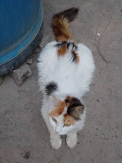 cat 