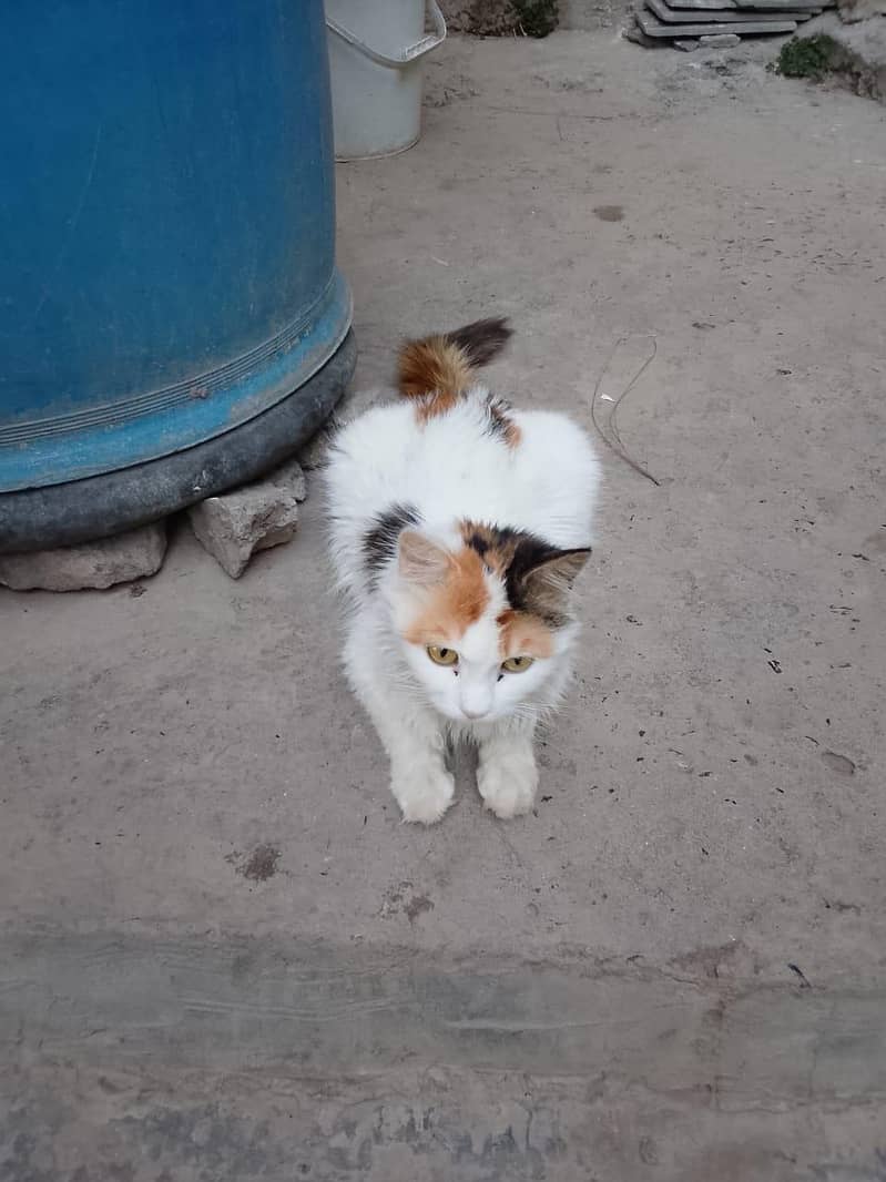 cat  1