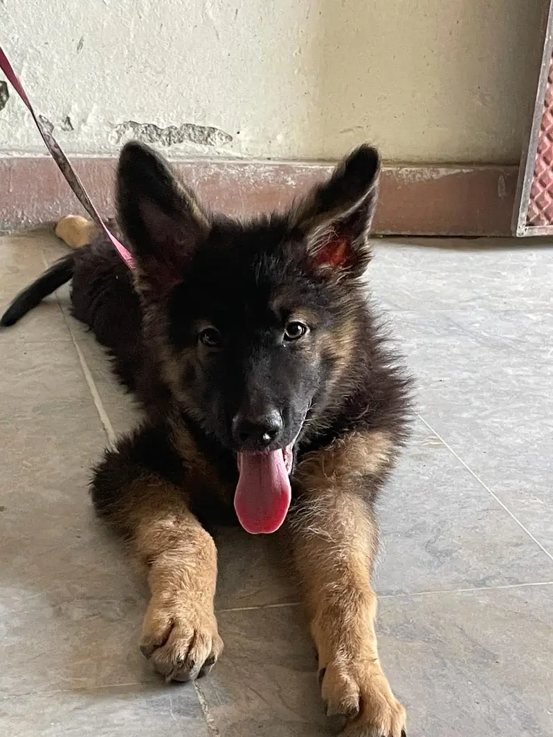 I m selling greman shepherd dog