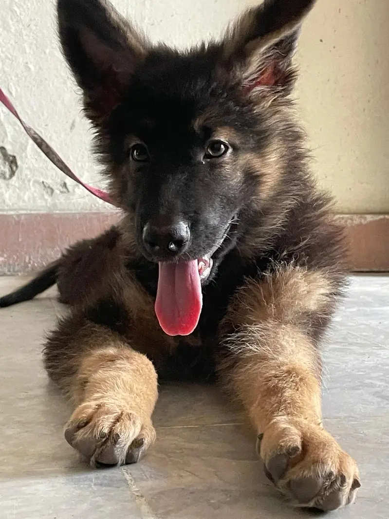 I m selling greman shepherd dog — photo 2