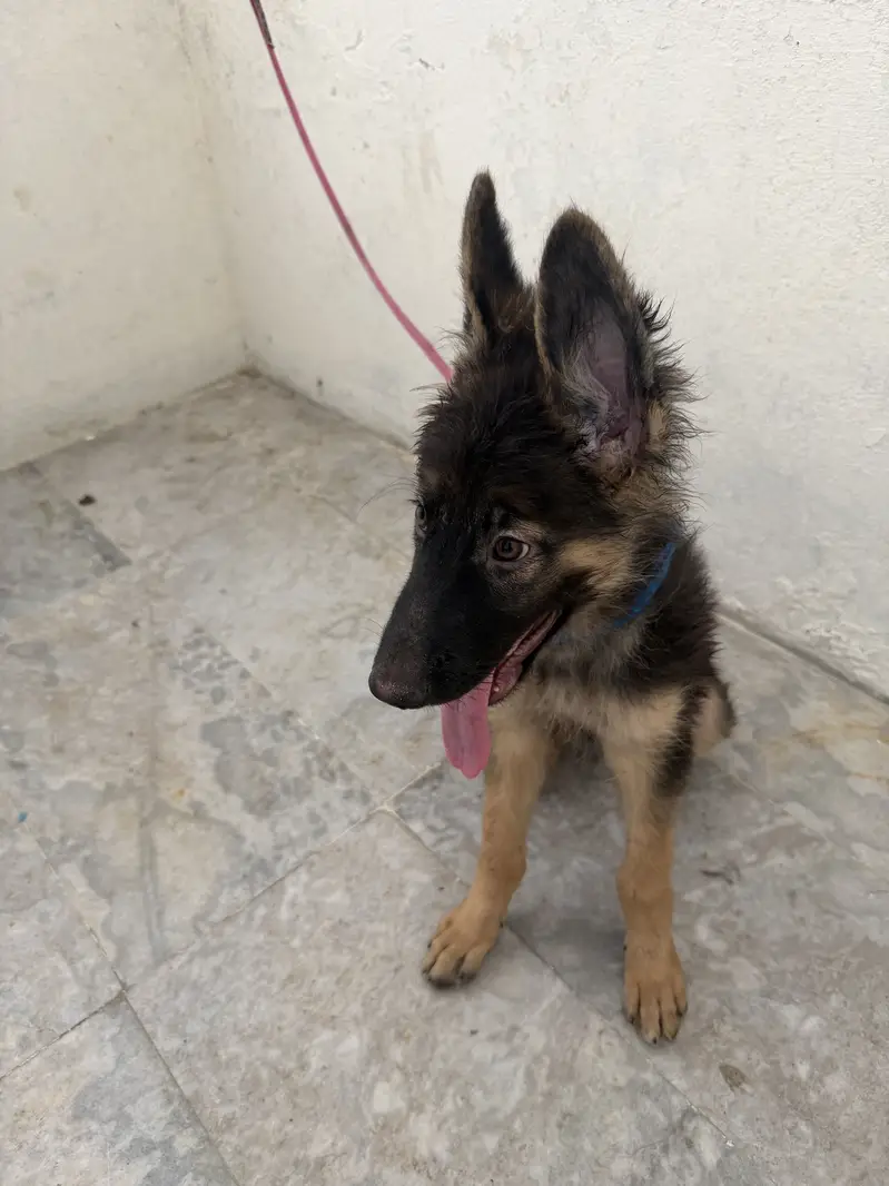 I m selling greman shepherd dog — photo 3