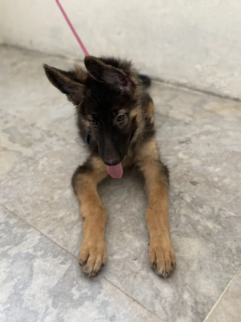 I m selling greman shepherd dog — photo 4