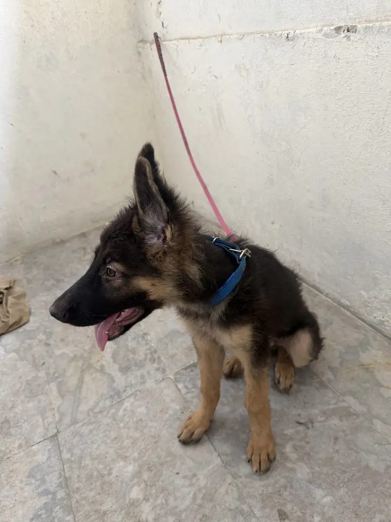 I m selling greman shepherd dog — photo 5