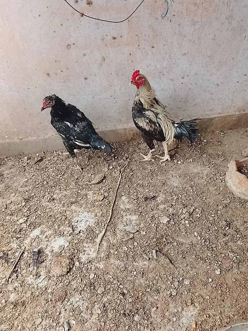 Quality Hens For Sale