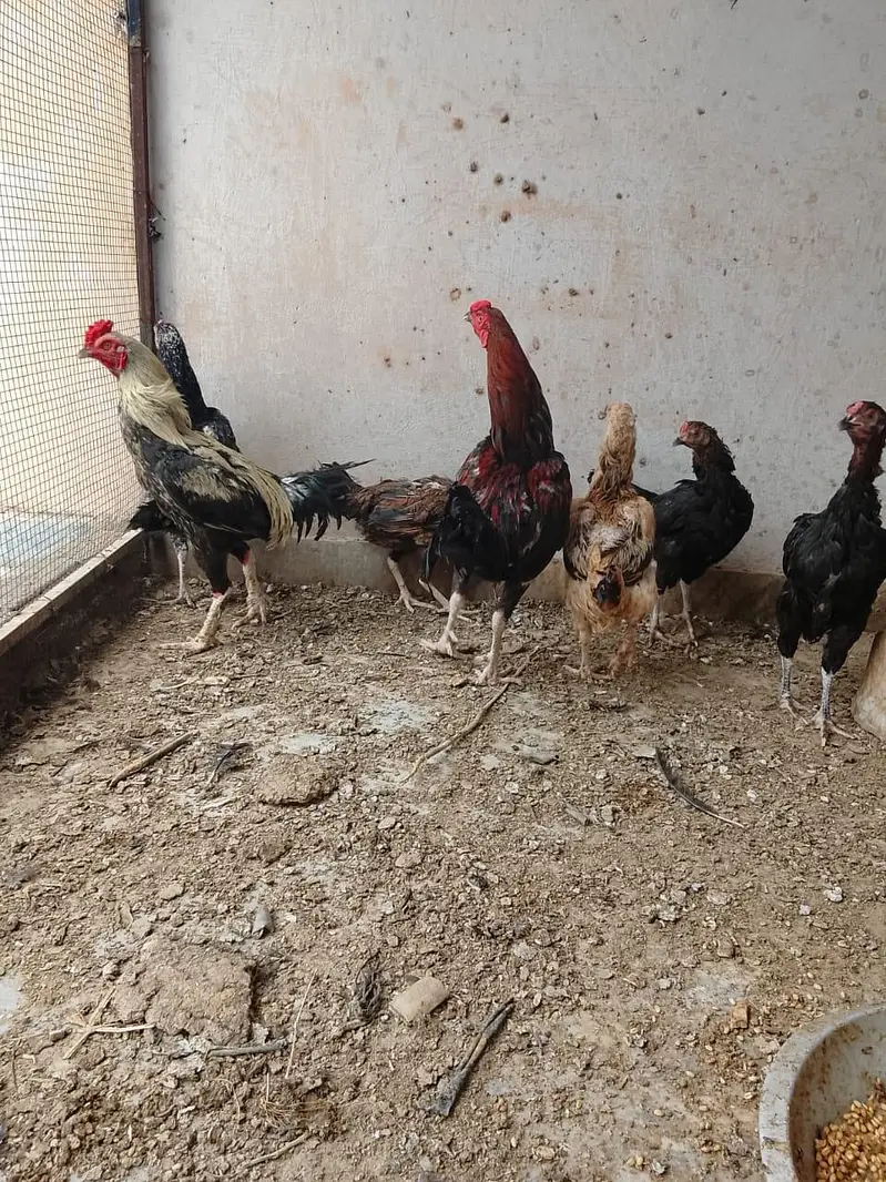 Quality Hens For Sale — photo 2