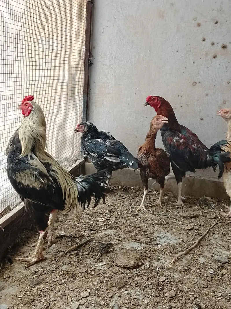 Quality Hens For Sale — photo 3