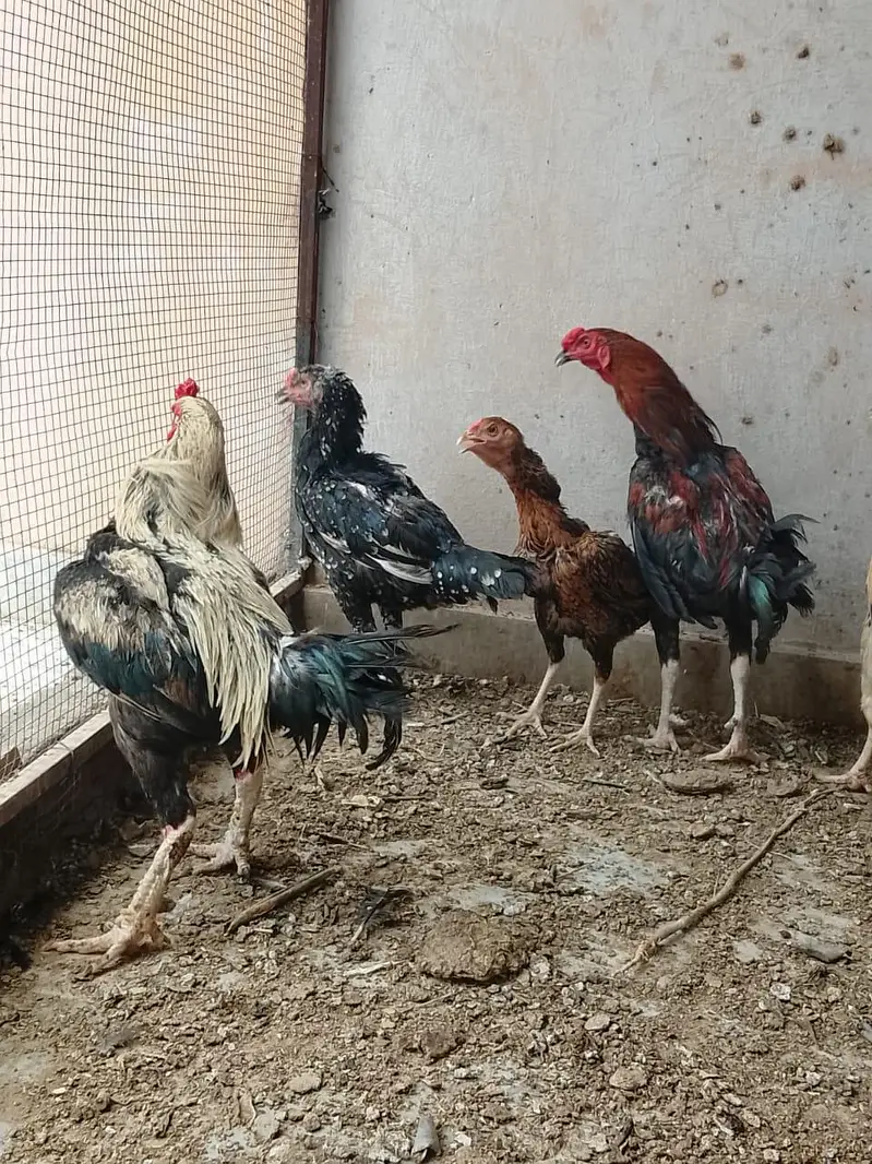 Quality Hens For Sale — photo 4