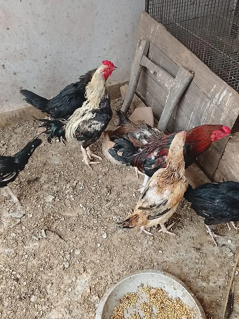 Quality Hens For Sale — photo 5