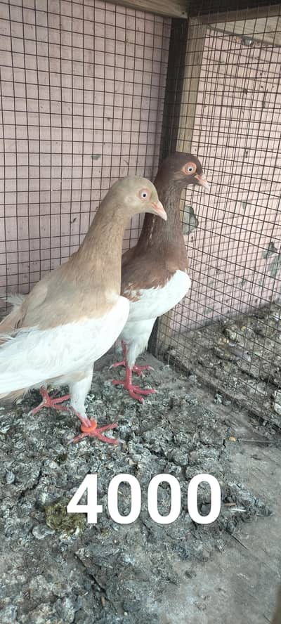 SHERAZI PIGEON