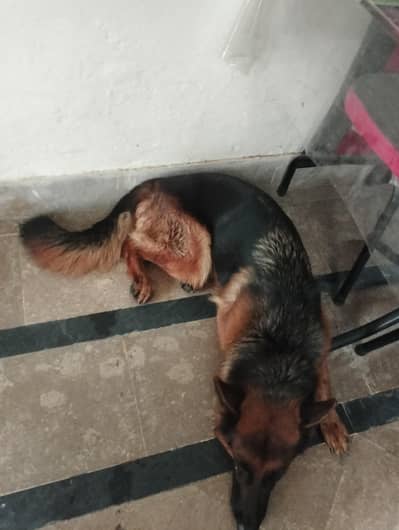 German shepherd Pedigree [Exchange Possible with Mobile]