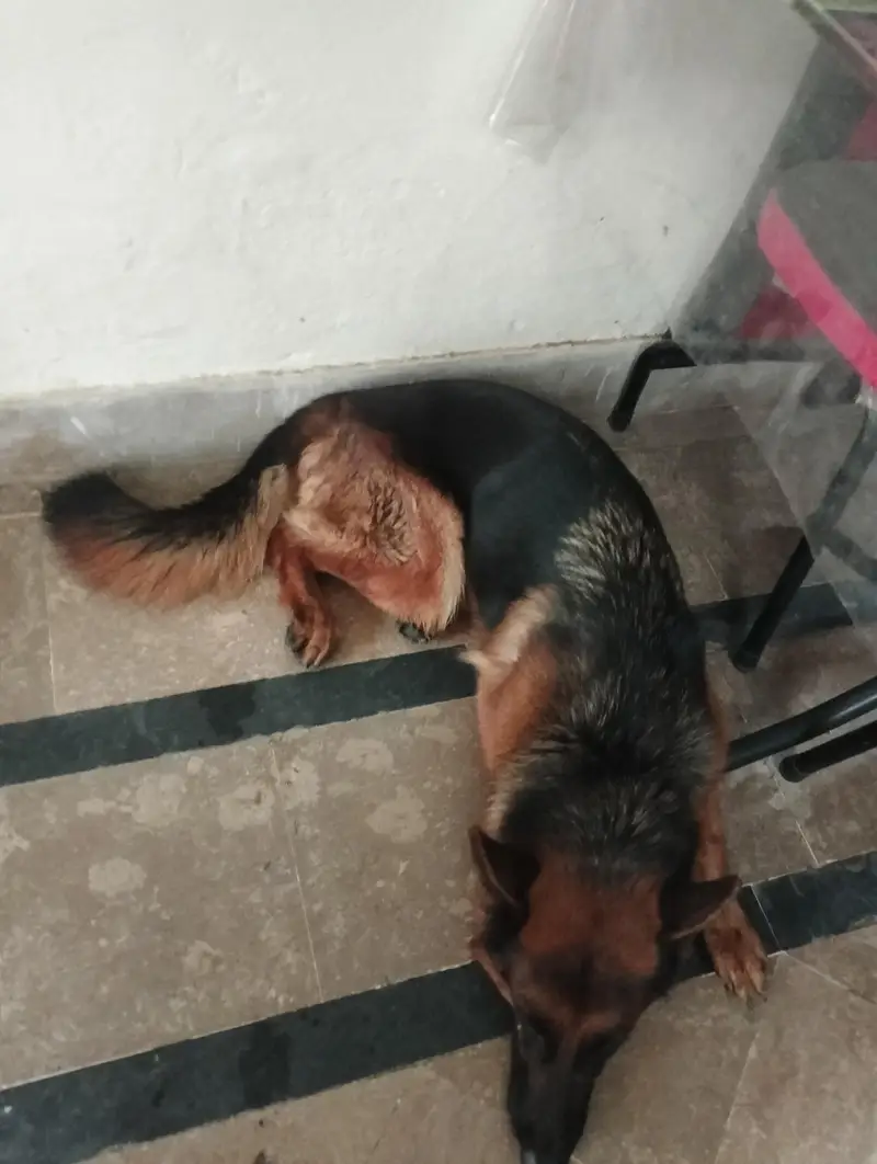 German shepherd Pedigree [Exchange Possible with Mobile]