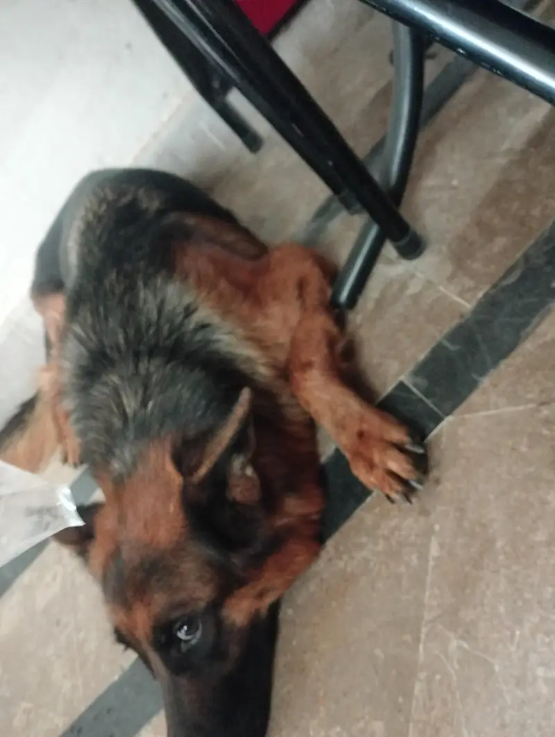 German shepherd Pedigree [Exchange Possible with Mobile] — photo 2