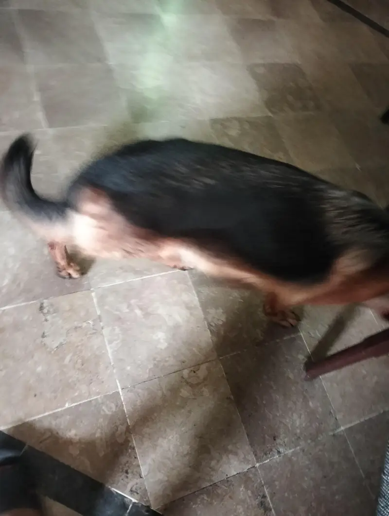 German shepherd Pedigree [Exchange Possible with Mobile] — photo 3