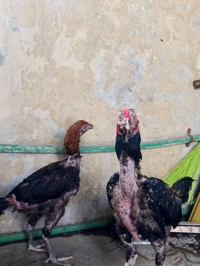 Hen or cock sell