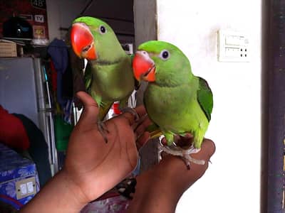  Premium Raw Parrot Baby Pair | 4–5 Months | Healthy & Active